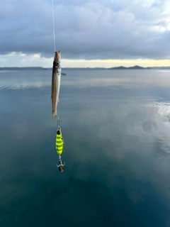 カマスの釣果