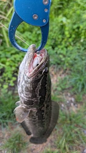 ライギョの釣果