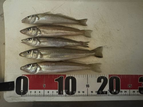 キスの釣果