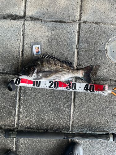 クロダイの釣果