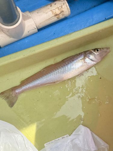 キスの釣果