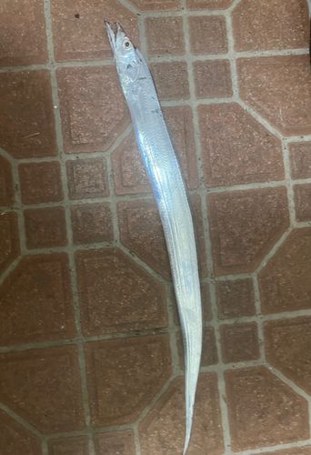 タチウオの釣果