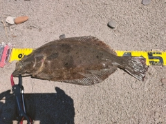 ヒラメの釣果