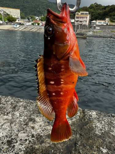 アカハタの釣果