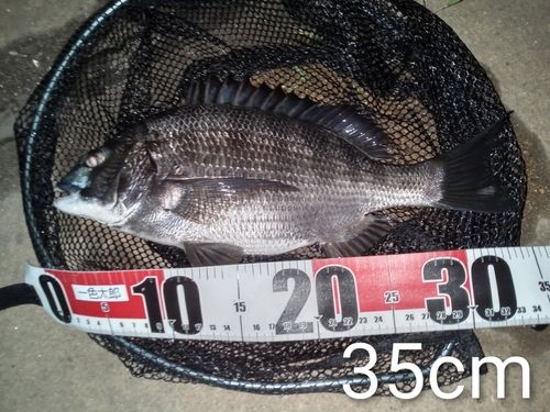 クロダイの釣果