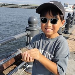 カタクチイワシ