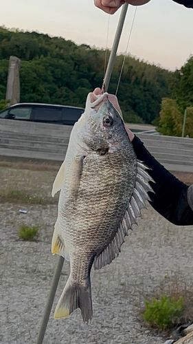 キチヌの釣果