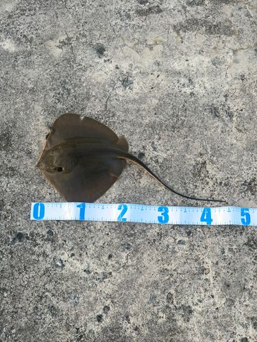アカエイの釣果