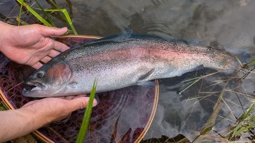 ニジマスの釣果