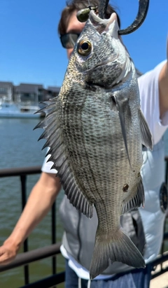 チヌの釣果