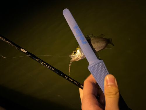 セイゴ（マルスズキ）の釣果