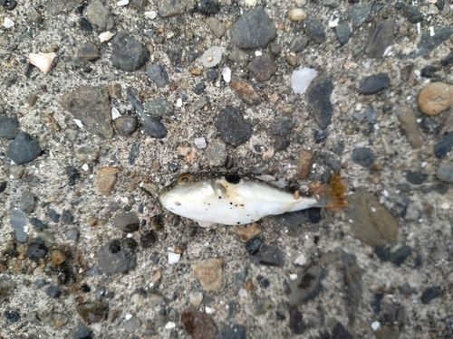 クサフグの釣果