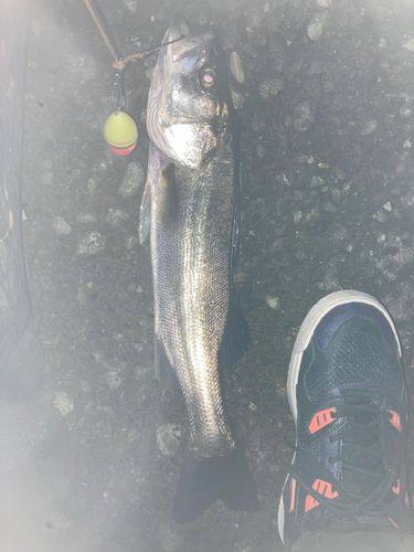 フッコ（マルスズキ）の釣果