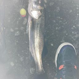 フッコ（マルスズキ）