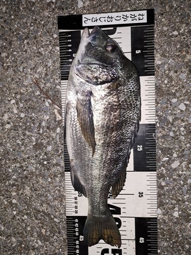 クロダイの釣果