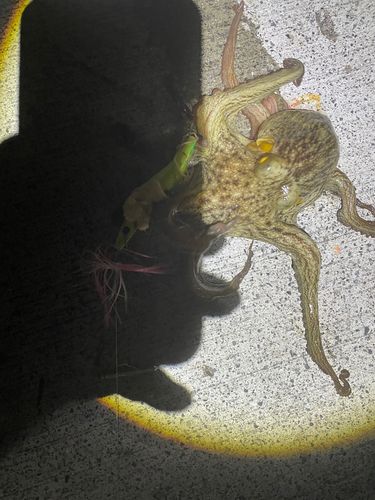 タコの釣果