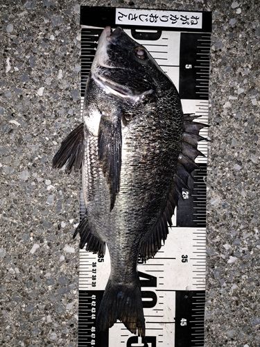 クロダイの釣果