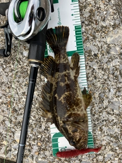 タケノコメバルの釣果