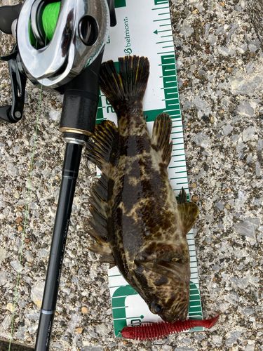 タケノコメバルの釣果
