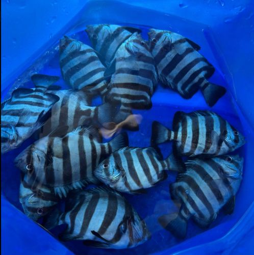 シマダイの釣果