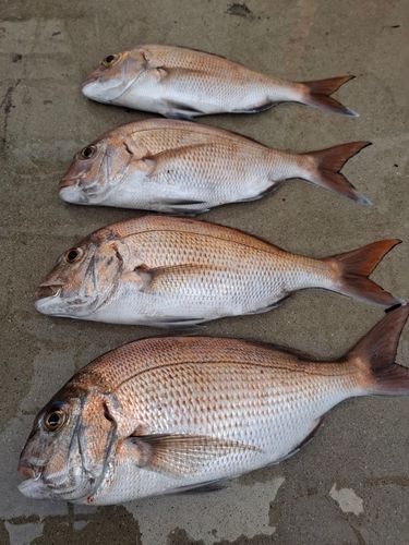 マダイの釣果