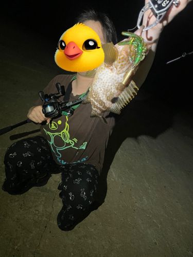 キジハタの釣果