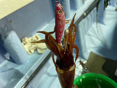 イカの釣果