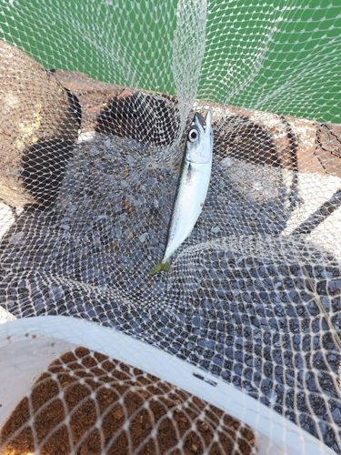サバの釣果