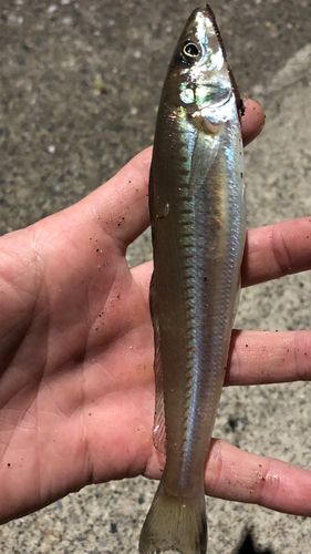 釣果
