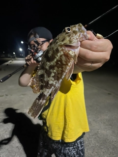カサゴの釣果