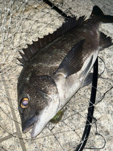 チヌの釣果