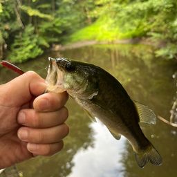 ラージマウスバス