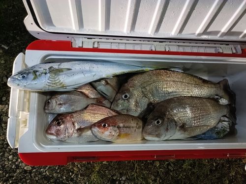 アコウの釣果