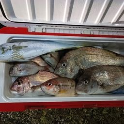 アコウ