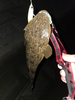 マゴチの釣果