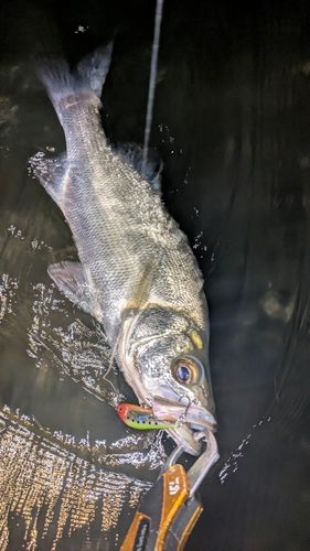 セイゴ（ヒラスズキ）の釣果