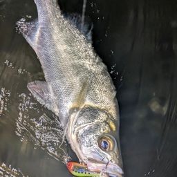 セイゴ（ヒラスズキ）