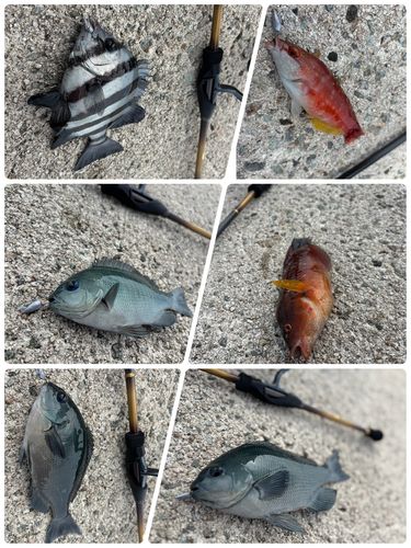 釣果