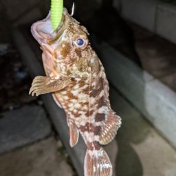 カサゴ