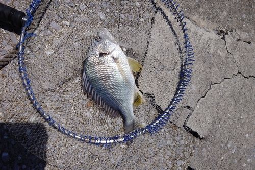キビレの釣果