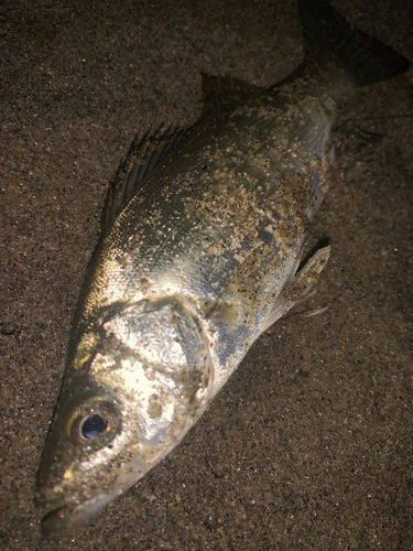 セイゴ（マルスズキ）の釣果