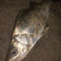 セイゴ（マルスズキ）