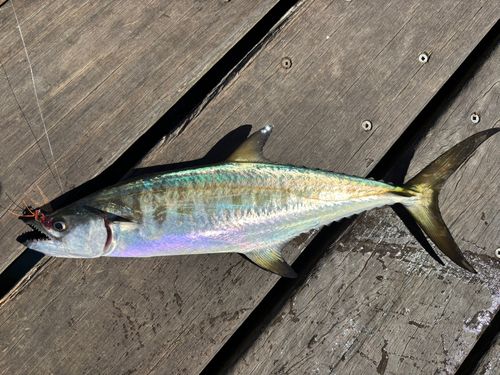 エソの釣果