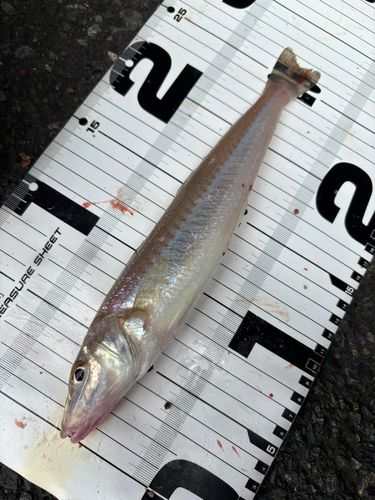 シロギスの釣果