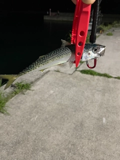 サバの釣果