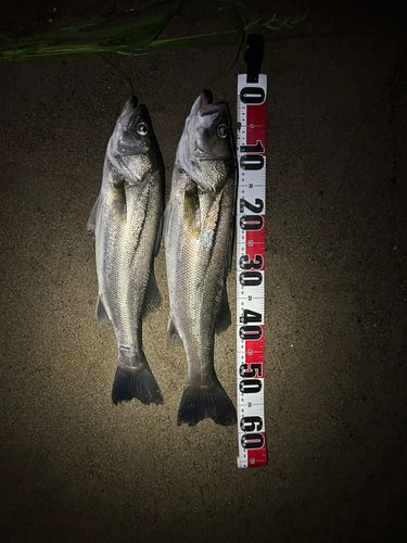 釣果