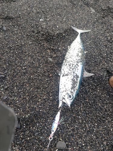 カツオの釣果
