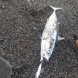 カツオ