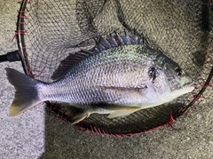 キビレの釣果