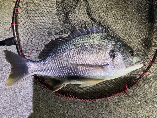 キビレの釣果